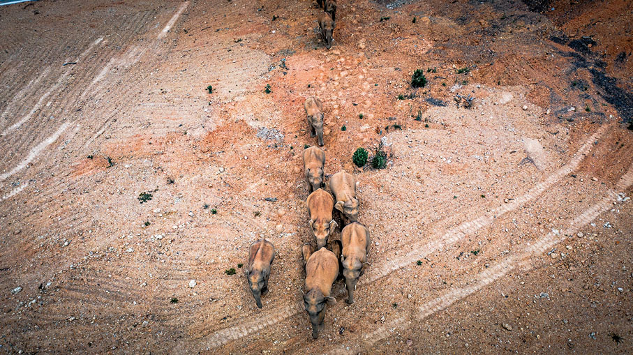 ●5月28日在雲南省玉溪市峨山縣境內拍攝的象群。 新華社