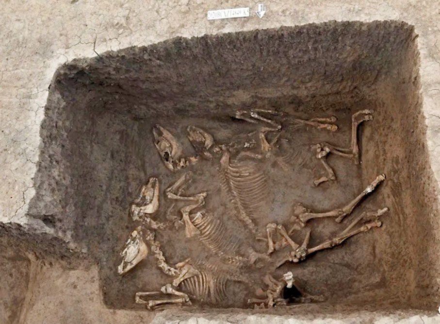 ●祭祀坑內犧牲骨骼