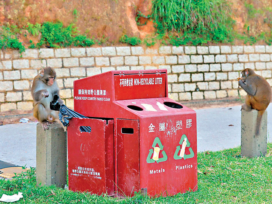 ● 在郊野公園設置垃圾桶，會吸引野生動物前來覓食。 資料圖片