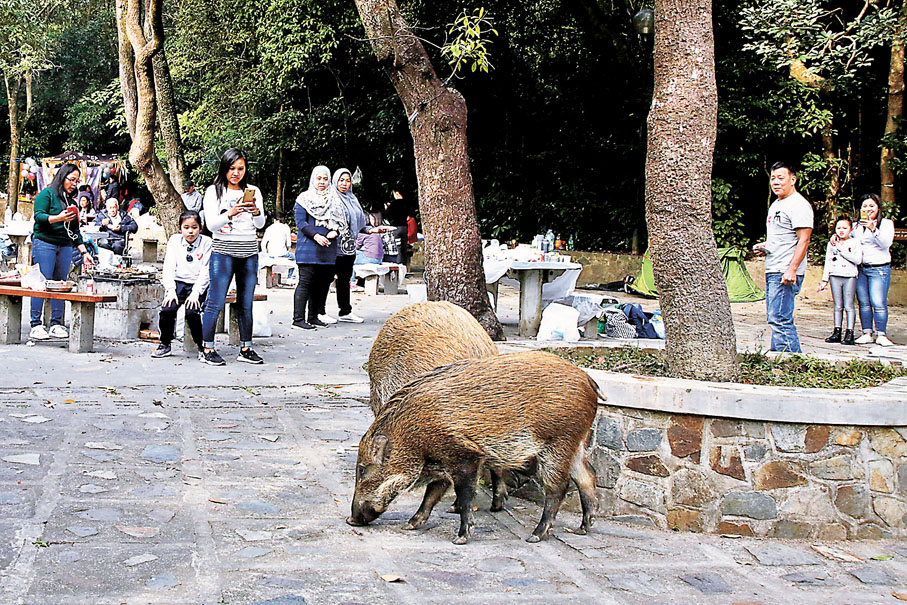 ● 野豬在郊野公園範圍尋找食物。 資料圖片