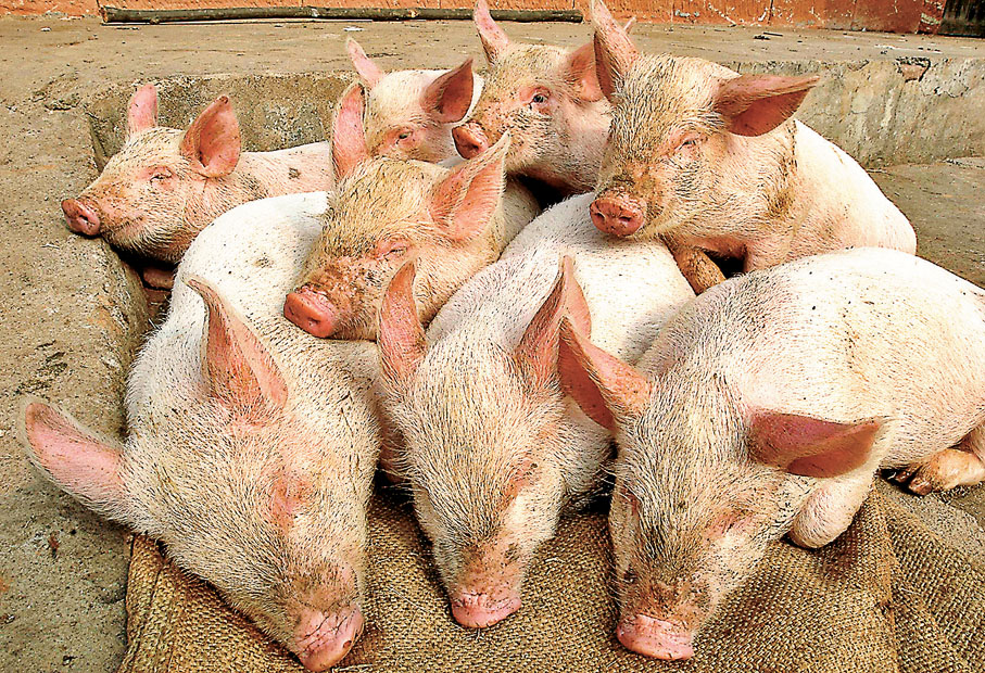 ● 業界認為禁止豬肉製品含瘦肉精應一視同仁，確保貿易公平。圖為豬隻養殖場。 資料圖片