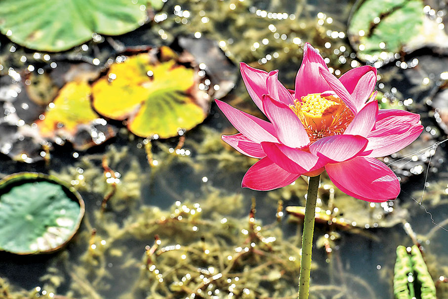 ● 荷花與睡蓮不同，蓮子、蓮藕其實都是出自荷花。 資料圖片