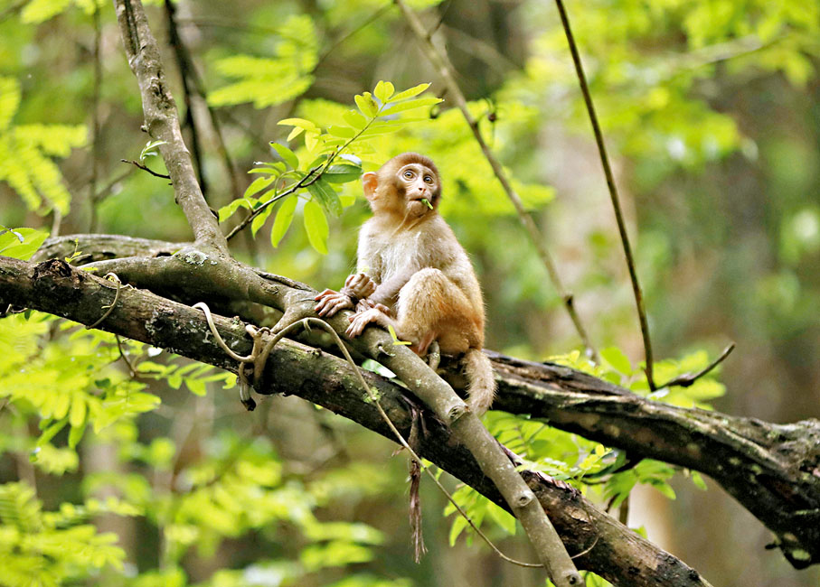 ● 獼猴的視覺系統跟腦部結構與人類相像，因此被用來幫助了解人腦的運作。 網上圖片
