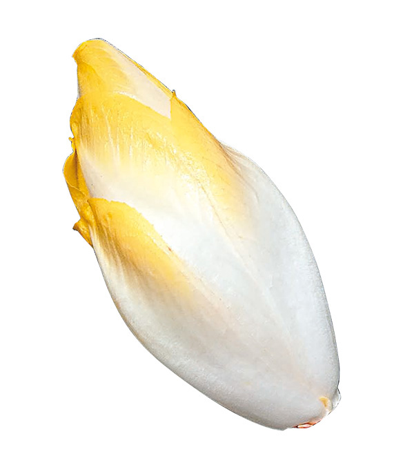 ●比利時菊苣（芽苣）