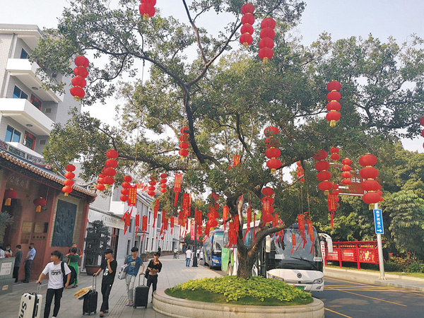 ●數十塊紅色展示牌懸掛在百年榕樹之上  