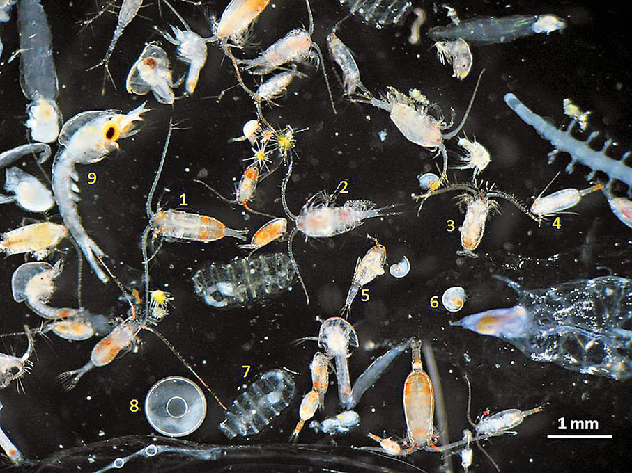 ● 水中的浮游生物在活動的時候，會被微塑料纖維牽扯而受到影響。 網上圖片