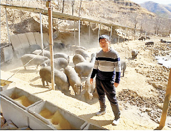 ● 河北狼牙山黑豬養殖戶賈聯合，把禮品豬做成了一份家業。 