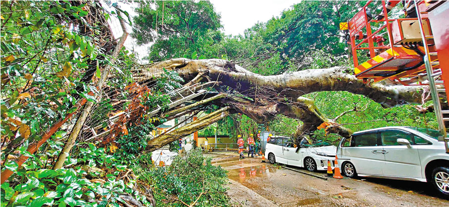 ●黑雨期間，荃灣東林台一棵25米高大樹倒塌壓毀路邊兩輛私家車，幸未有造成傷亡。香港文匯報記者  攝