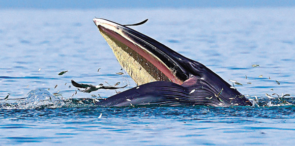 ●「小布」已連續8日在深圳大鵬灣暢泳覓食，目前身體狀況非常健康。   潛愛大鵬志願者北平供圖