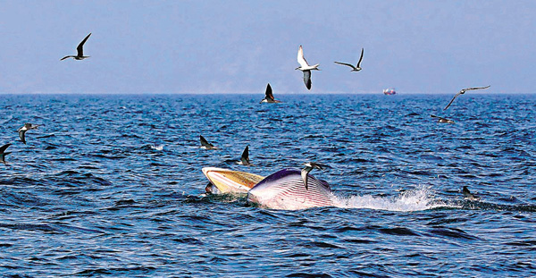 ●「小布」身長約8米。 潛愛大鵬志願者凡師傅供圖