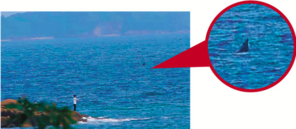 ●沈曉鳴最喜歡的一張「觀鯨」照片，反映了人與自然和諧相處。 沈曉鳴供圖