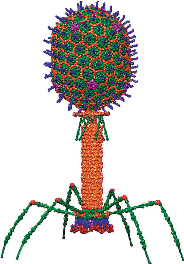 ● 有一些病毒的外貌看似一艘登月火箭。 網上圖片