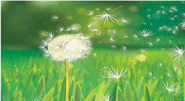 ●蒲公英的夢。  （韓鳳平攝） 作者供圖