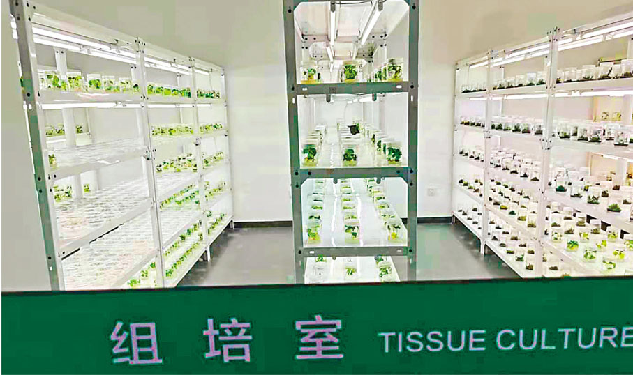 壽光蔬菜種業集團研發中心組培室  。  殷江宏 攝