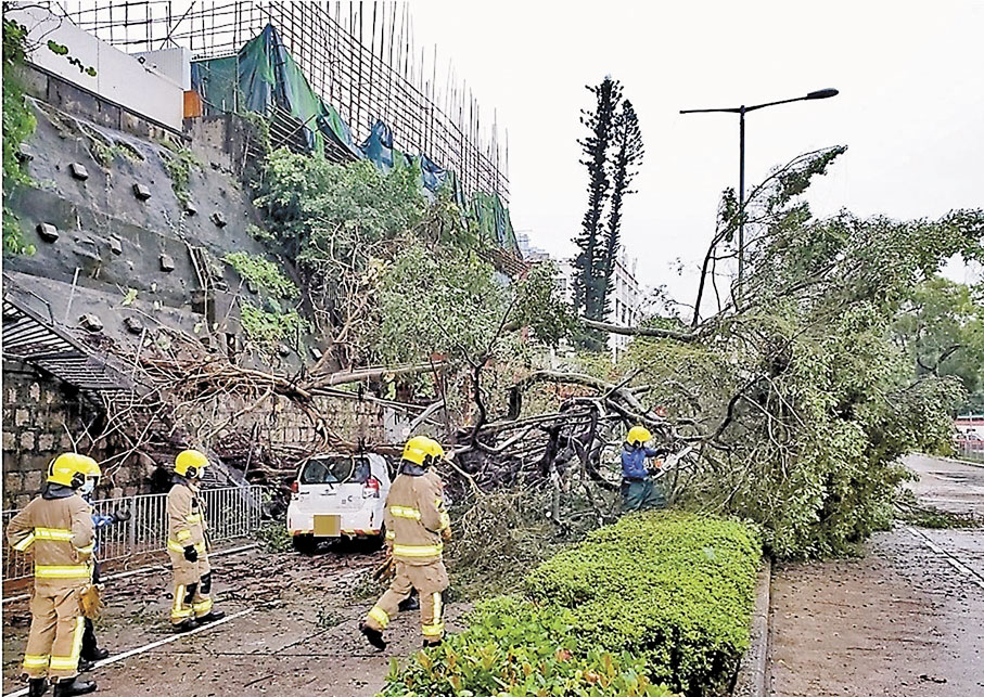 ●塌下大樹壓中一輛私家車及阻塞道路，消防員奉召到場處理。
