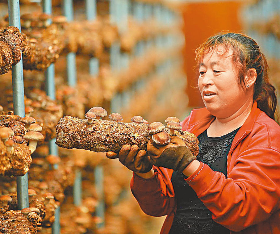 ●在阜平食用菌產業園，職業女工向記者展示「阜平老鄉菇」。