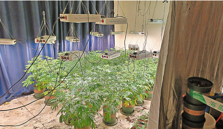 海關在元朗一村屋破獲大麻種植場，現場有太陽燈、抽氣扇等全套種植系統。 香港文匯報記者  攝