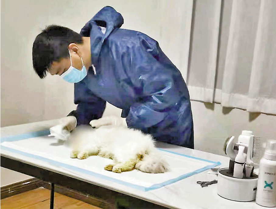 ●「毛毛寵生命善終館」工作人員整理寵物遺體。 受訪者供圖