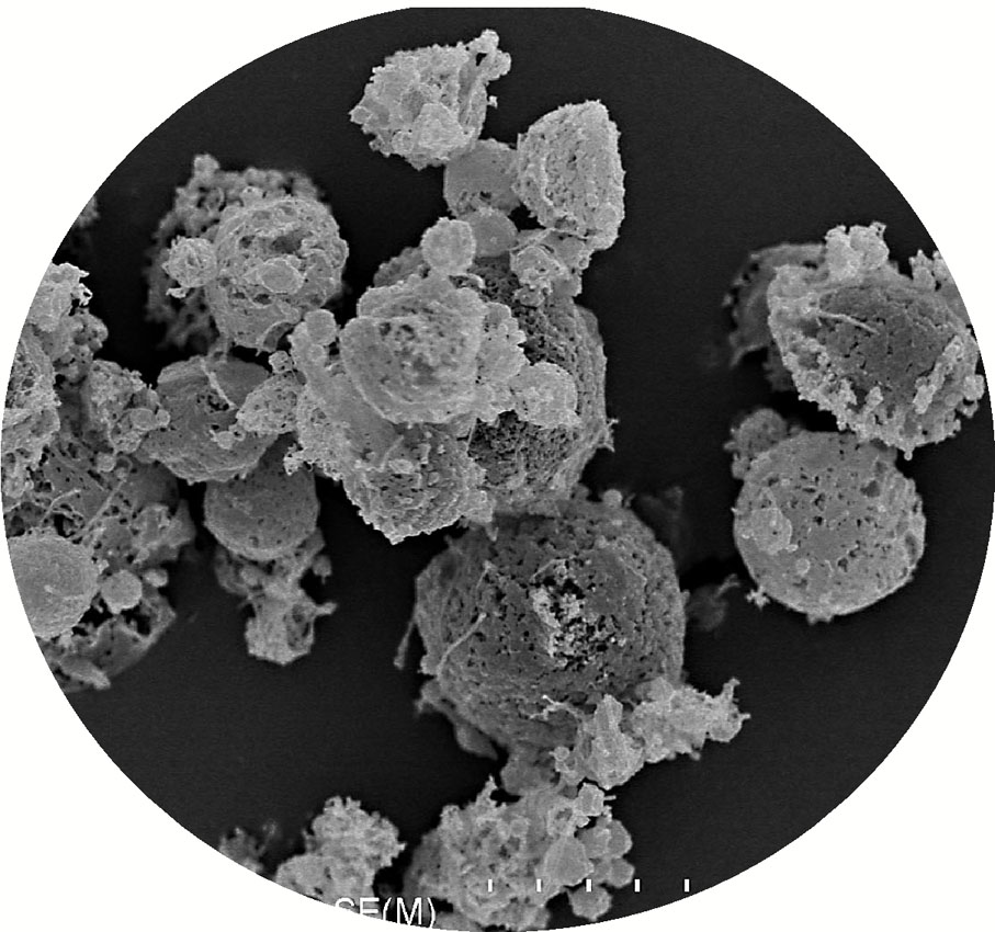 ●掃描電子顯微鏡下的他米巴羅汀，可製成吸入式乾粉。 港大供圖
