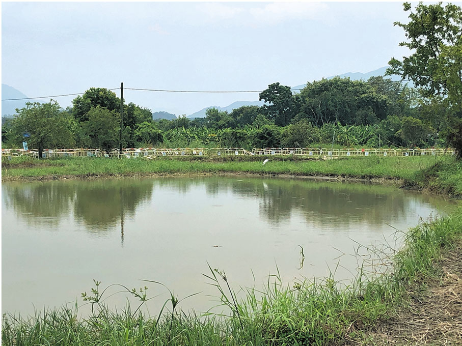 ●即使工程尚未完工，塱原已經可以吸引部分雀鳥到該處棲息及覓食。 香港文匯報記者  攝