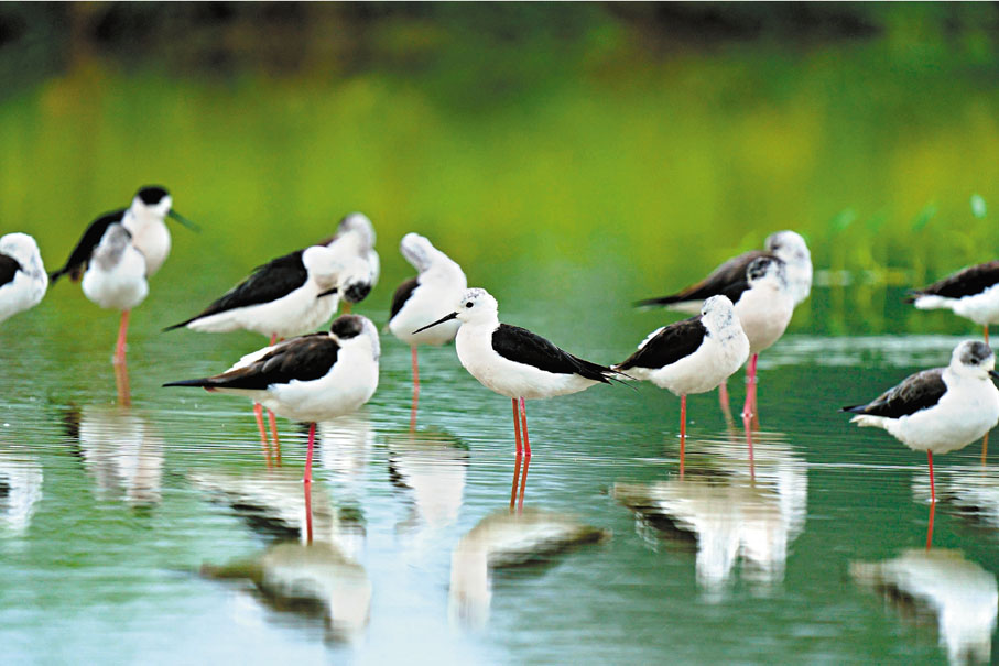 ●黑翅長腳鷸 政府供圖
