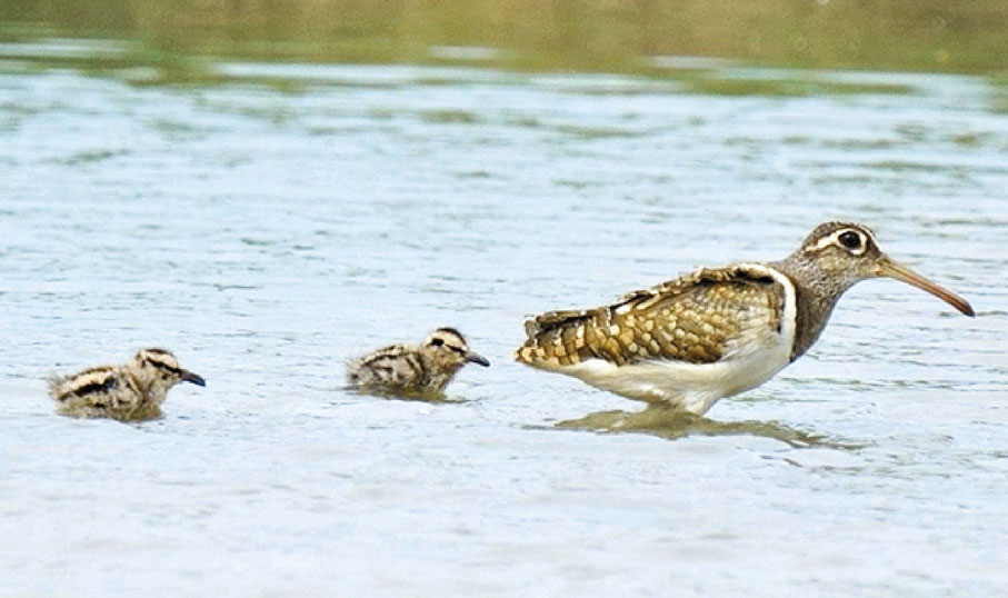 ●彩鷸 政府供圖