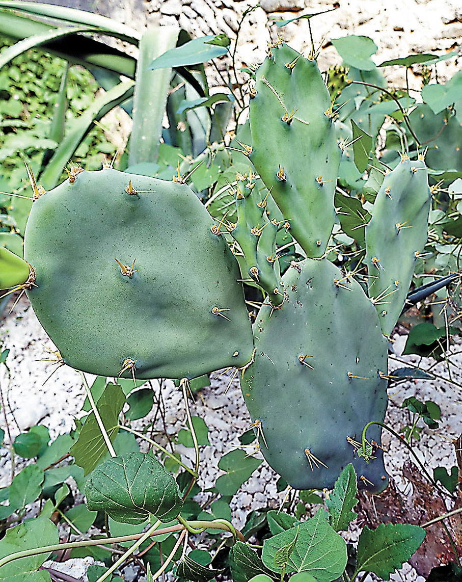 ●西島隨處可見的仙人掌。 