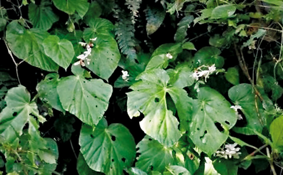 秋海棠屬新種：滇南秋海棠