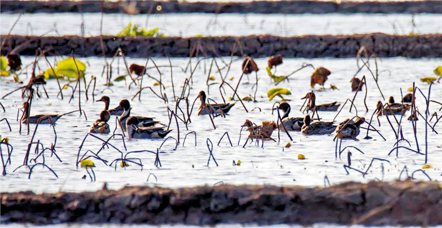 國家一級保護瀕危鳥類：黑鸛