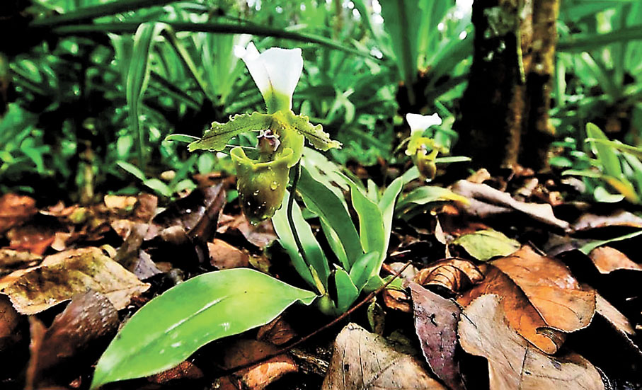 瀕危植物：白旗兜蘭