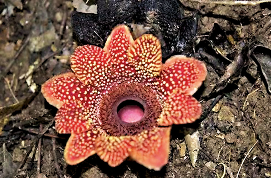 國家珍稀瀕危保護植物、中國唯一的大花草科植物：寄生花