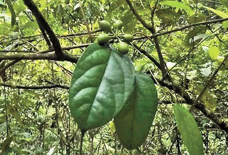 國家一級保護野生植物：藤棗群落