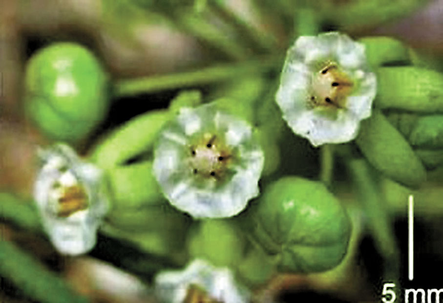 極度瀕危新物種：短梗豹藥藤