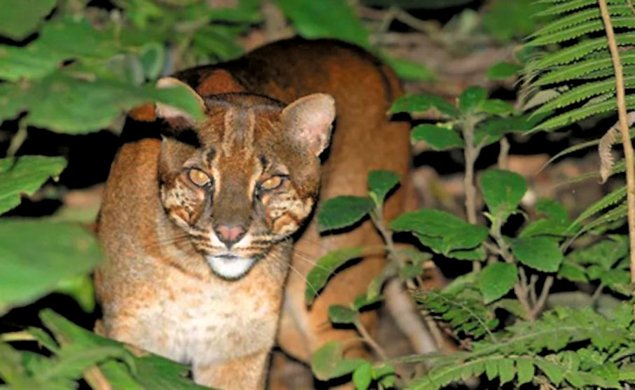 國家一級保護動物：金貓