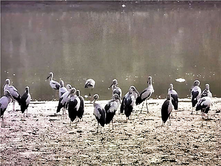 世界瀕危物種：鉗嘴鸛