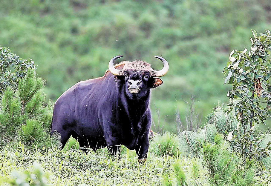 國家一級重點保護動物：印度野牛