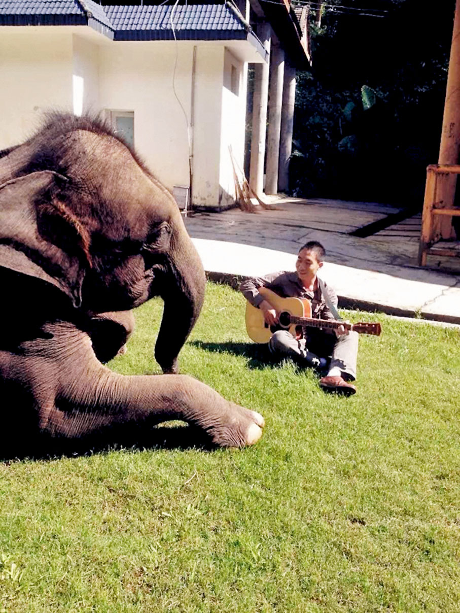 ● 然然剛到救助中心的時候，「象爸爸」熊朝永給然然唱歌 。  受訪者供圖