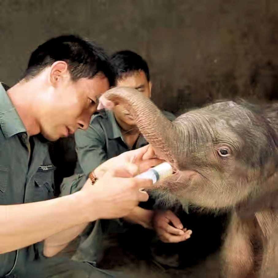 給小象餵奶。受訪者供圖