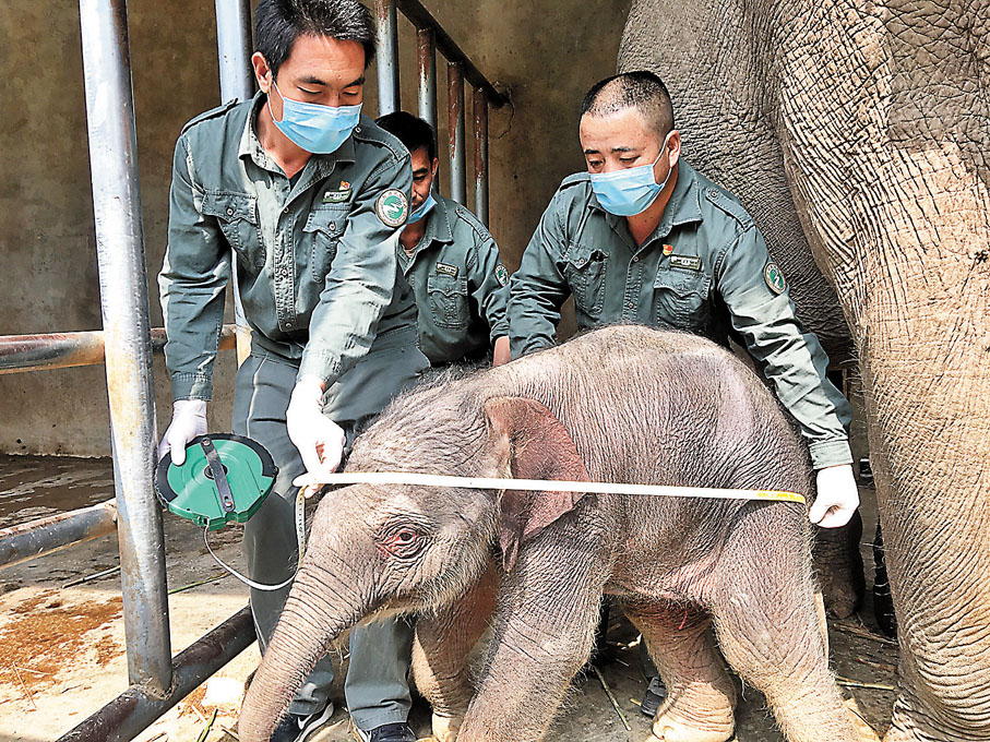 給小象體檢。西雙版納國家級自然保護區管護局供圖