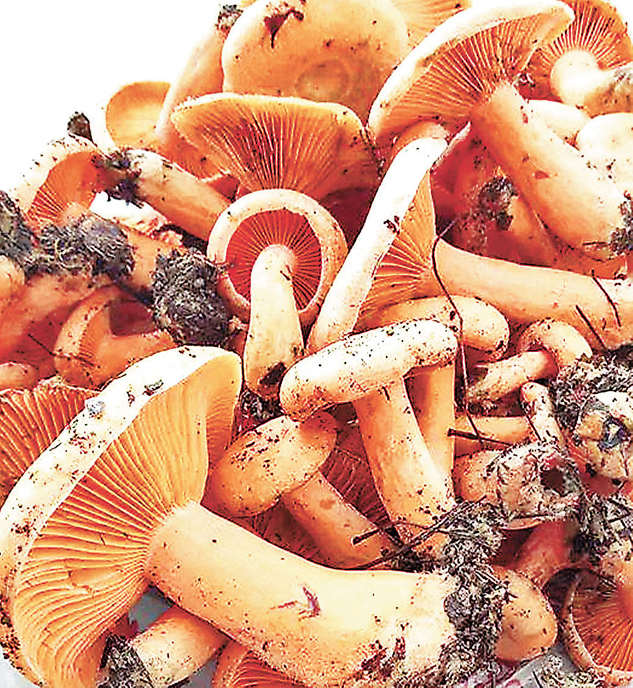 ●龍缸美味「九月香」