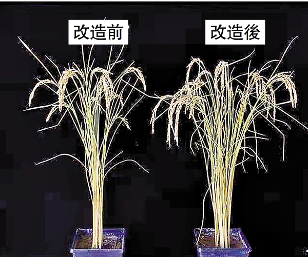 ●轉入「肥胖蛋白」後的水稻對比圖。 受訪者供圖