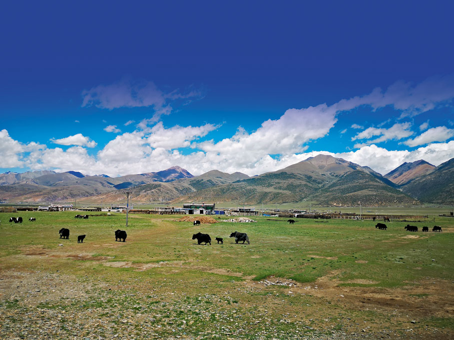 ●「天選牧場」當雄水草豐美、空氣純淨、水質乾淨。