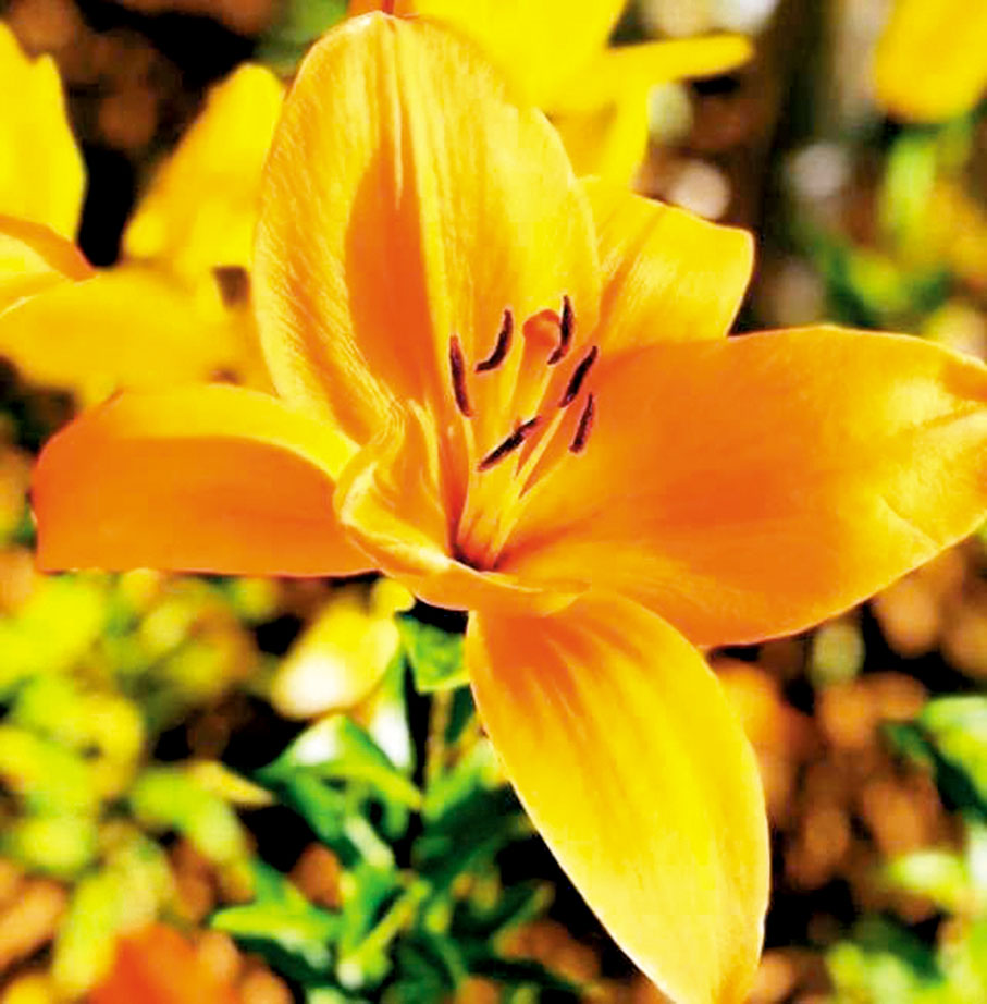 ●當地百姓增收致富的「一枝花」。