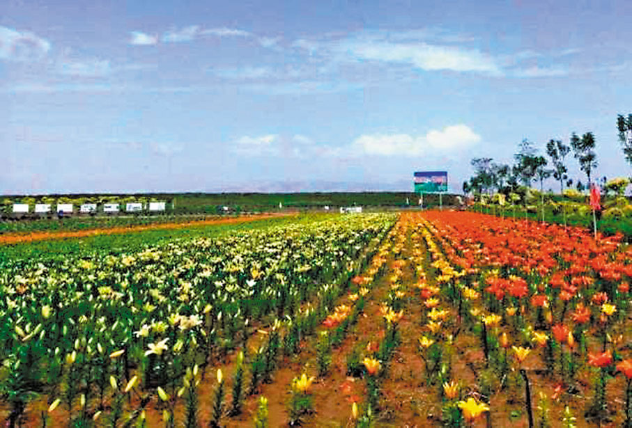 ●百合花有白、黃、紅、粉、橙等顏色，通過不同的花色搭配，形成色彩斑斕、可遠觀也可近賞的壯美景色。