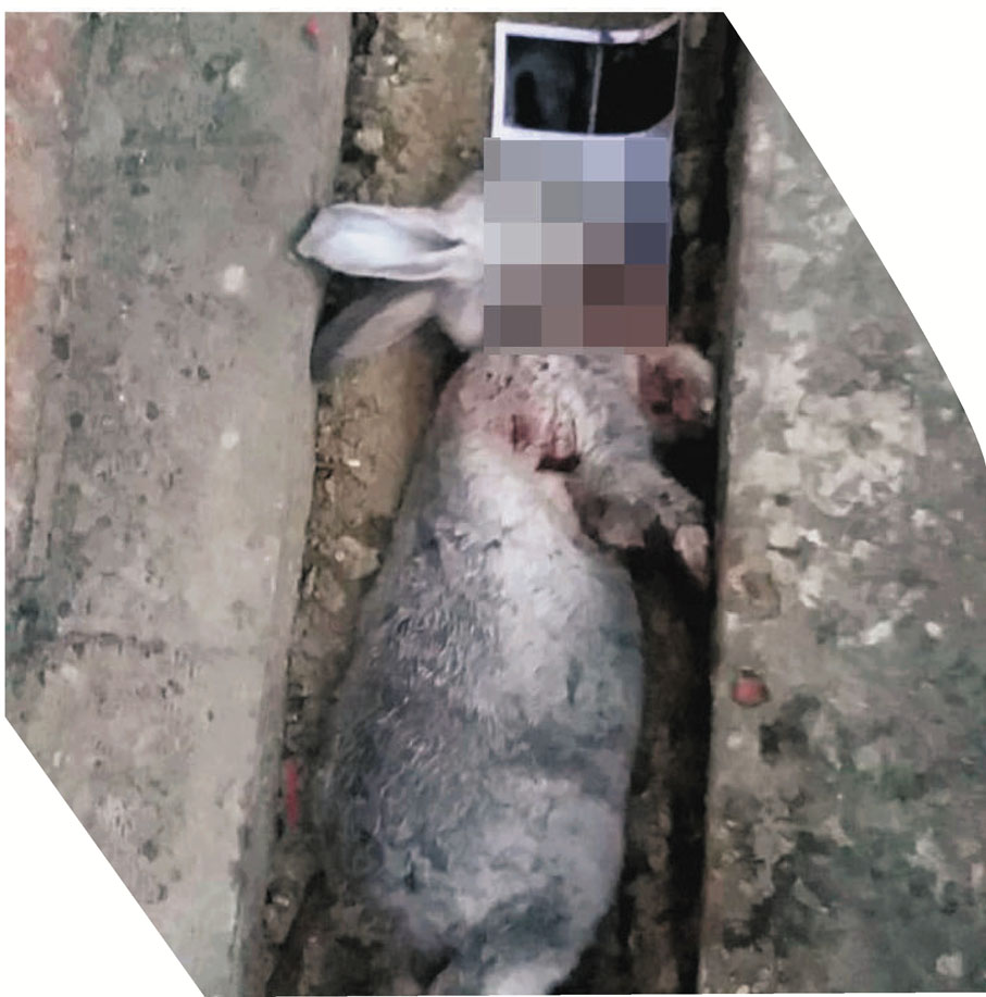 ●兔子慘遭割喉放血。