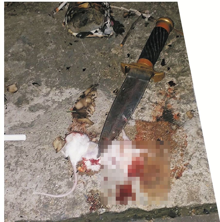 ●疑犯分屍老鼠。