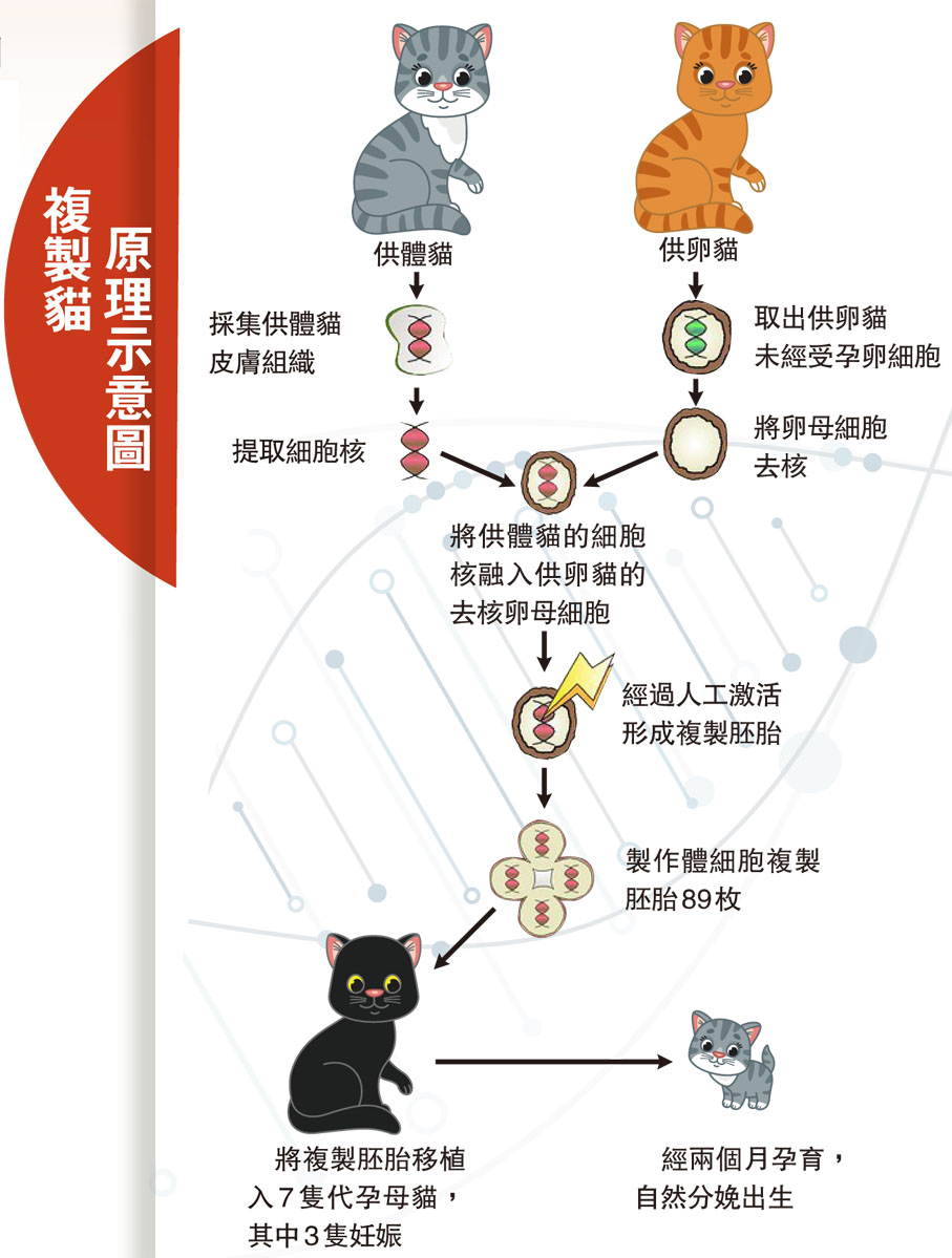 複製貓原理示意圖