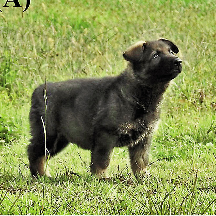 ● 2016年9月2日，趙明輝成功複製的第一隻狗。 受訪者供圖