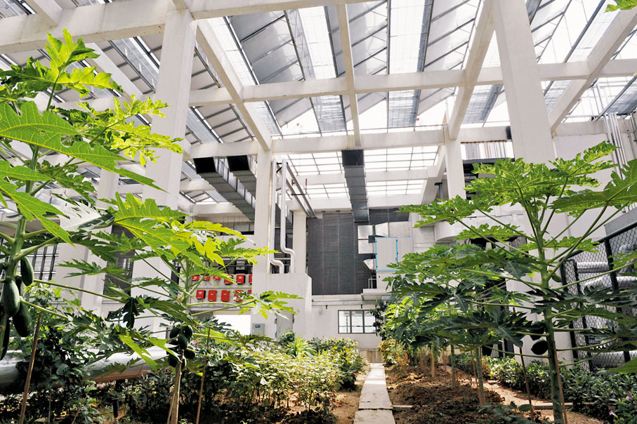 ●深圳建科大樓頂層是蔬菜園，上面架空的是太陽能光板。 資料圖片