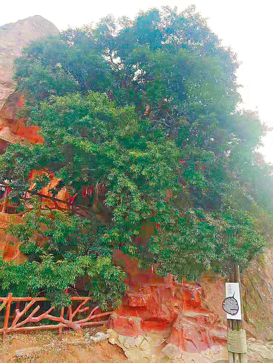 ●山中500年的菩提樹